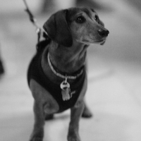 DSC_0115 bw